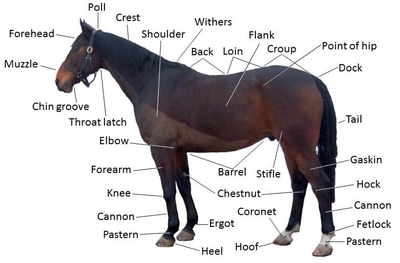 Horse Study