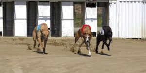 Greyhounds race from a trap